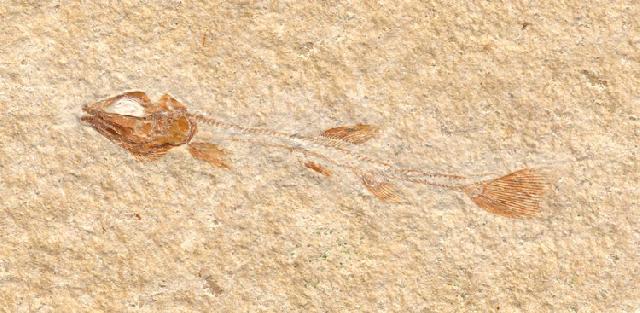 Solnhofenamia elongata Bild ©